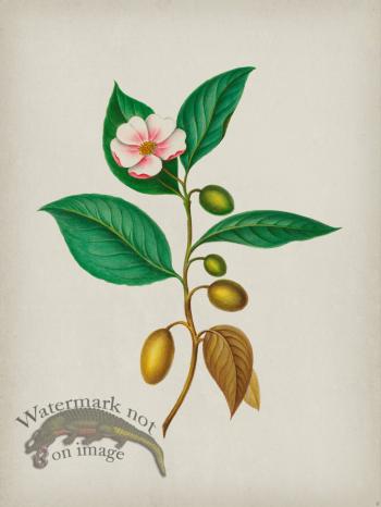 Andean Botanicals 006